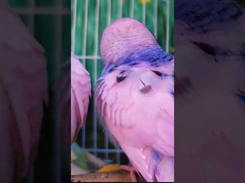 Pink budgerigar #cute #animal #shorts