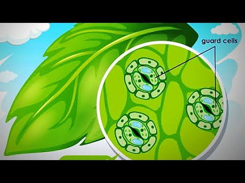 Stomata kya hote hain, रंध्र क्या होते हैं, stomata structure, types of stomata