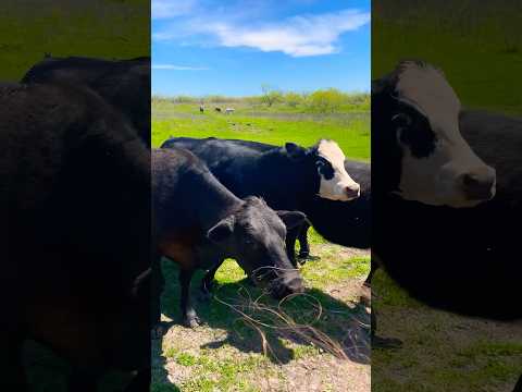 Snack time #countrylife #precious #texas #orangecat #cows #ilovecows #cowvideos #feedtime #cowbaby