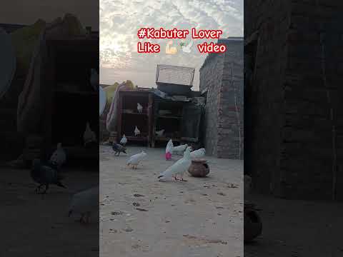 #kabutarbazi #pigeons #shortvideo #kabuterlover #pigeon #youtubeshort#pigeonloversihs