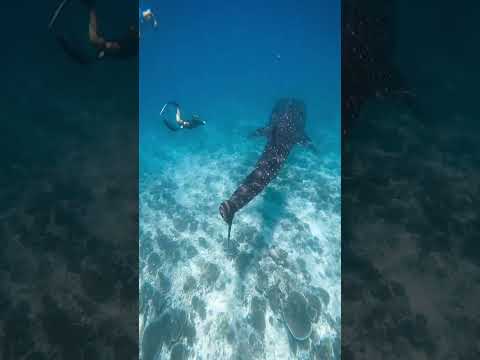 Whale Shark Tour #shorts