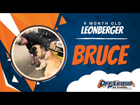 Leonberger, 9 Month Old, Bruce | Two Week BNT| Best Dog Trainers Northern VA |  Off Leash K9