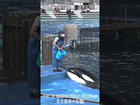 飼育員さんのバケツごと食べそうになるシャチ　Port Of Nagoya Public Aquarium 名古屋港水族館 orca