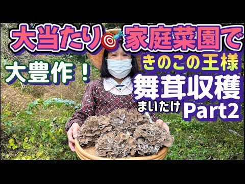 【キノコの王様！舞茸】家庭菜園でも出来る舞茸栽培！収穫編！