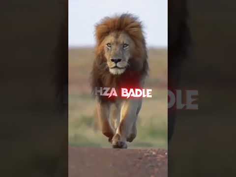 Lion Attitude shayari status Shayari status Attitude shayari #youtubeshorts#viral#shayari#shorts