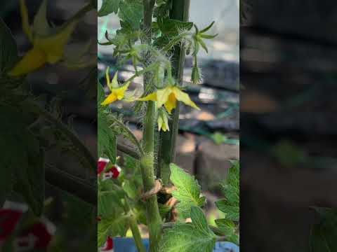 ミニトマト【家庭菜園だより】tomato