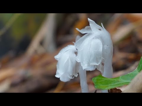 タケノコ掘りに山へ行くと幽霊茸が出ていた