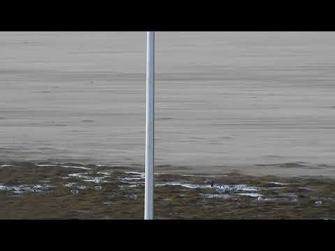 Hoylake Nov 27th   green beach protecting birds and the promenade from sandblow