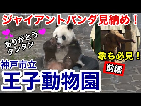 【神戸観光】ジャイアントパンダ見納め！ありがとう タンタン！王子動物園 〜前編〜