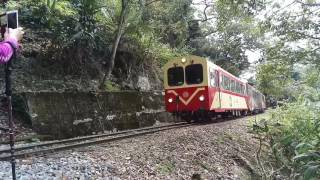 獨立山 阿里山火車 超震撼的汽笛聲