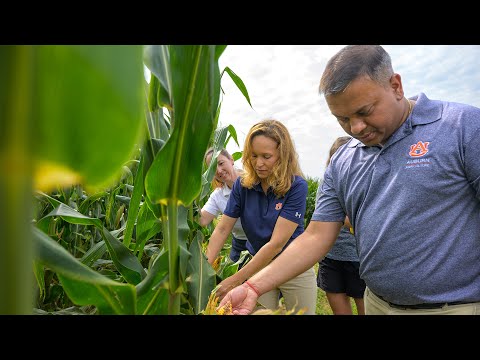 Auburn agriculturalists shaping the future of farming in Alabama