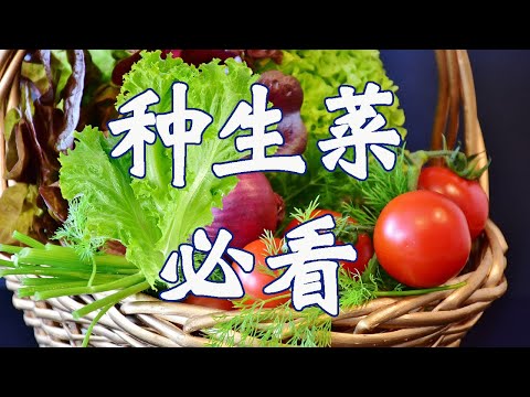 生菜种植必看的6个重点