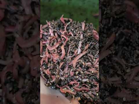 #hungrybin #vermicomposting #redwigglers #farming #vermicompost #wormcastings #wormfarming