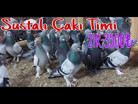 Sustalı Çakı Timi Oyun Kuşları.