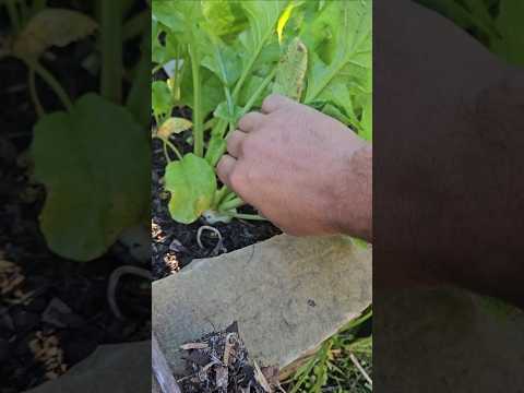 Check Out This White Hailstone Radish🤘🤘 || DHBG