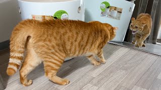 猫に鏡を見せたら大変なことになりました…