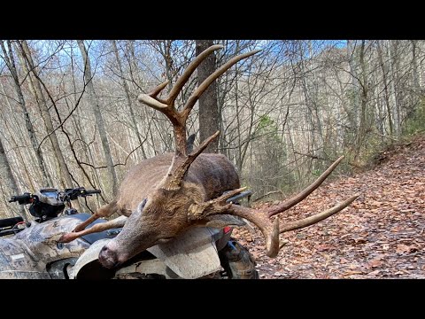 GIANT STUDDED EIGHT YEAR OLD OHIO BUCK!!!