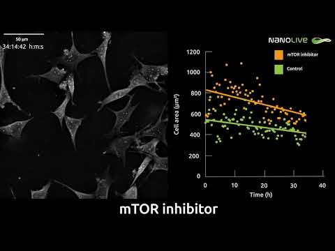 Bigger Cells Ahead: The Impact of mTOR Inhibition