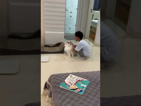 我家猫带娃已经轻车熟路了 #记录猫咪日常 #猫和孩子