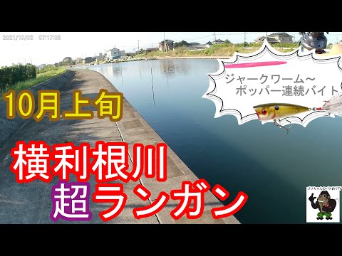 【バス釣り】霞ヶ浦・利根川_横利根閘門～大曲_ジャークワームの間合いがドンピシャ？10月上旬_・・2021年10月3日・4日