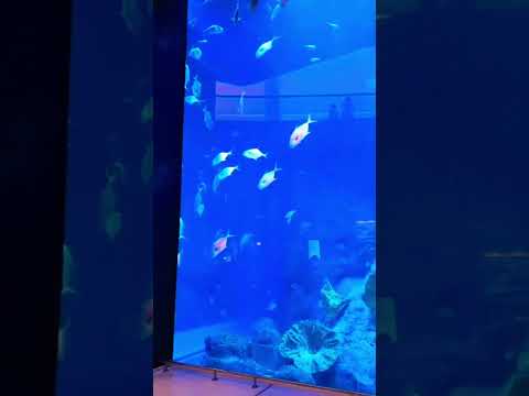 Amazing😍 #aquarium #fish #youtubeshorts #shotrs