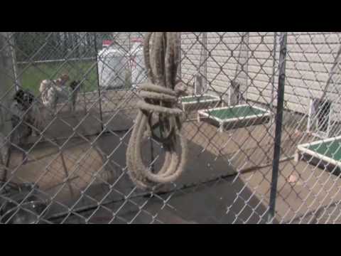 Lion Country Kennel - Check Cord