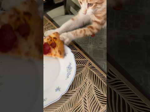 Pizza lover 🍕 #cat #kitten #cuteanimals #cute #catlover