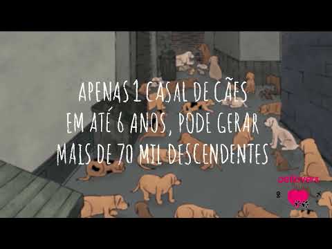 Petlovers Sen Fronteiras - Campanha 4