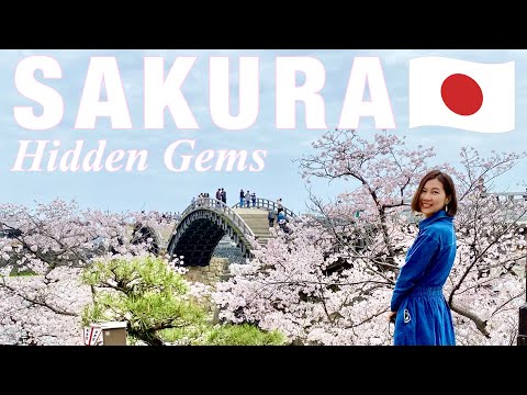 YAMAGUCHI🇯🇵 Hidden Cherry Blossom Gems🌸 Iwakuni Perfect Guide⭐️  Japanese countryside🚃 Japan vlog