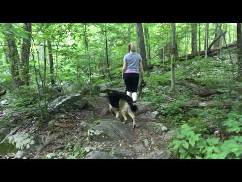 Baby Deer Encounter German Shepherd off leash Hiking with Dog in the wilderness - forest