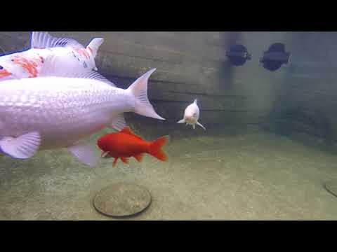 British Koi swimming in the OASE UK pond