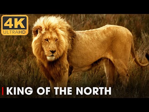 Legendary Lion king SIMBA and His Five Sons (Full Stories) | Nature Animal Documentary