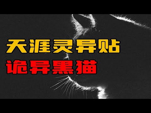 【天涯灵异贴】诡异黑猫！