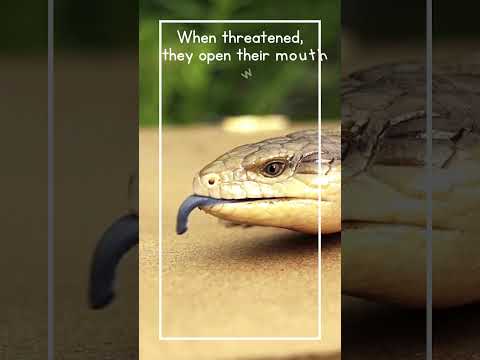 Blue tongue skink - Blue-tongued lizards #shortsfeed #bluetongueskink #lizard