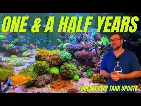 Dream Reef Tank - 18 month Update!