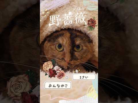 【譲渡動物紹介】野薔薇01 #shorts #猫 #cat #川崎市 #ANIMAMALLかわさき #保護猫 #動物保護施設 #猫のいる暮らし