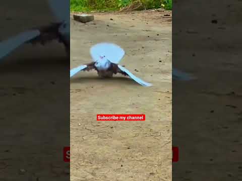 high quality roller pigeon #pigeon #pigeonbreeds #beautiful #kabootar #whitepigeon #pigeontypes