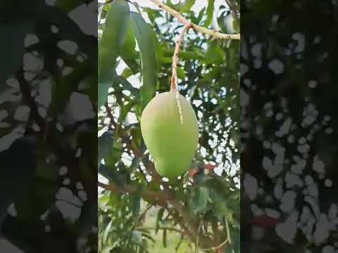 Apple Mango Half indian. Mango #shortsfeed #shortsvideo #shortvideo #shortsviral #shortsyoutube