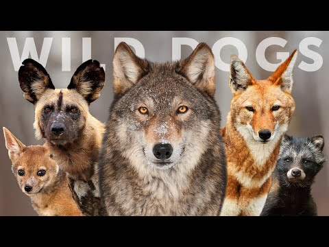 All 15 Species of Wild Dog (Wolves, Jackals & Dogs)