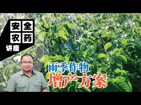 【Baba安全农药讲座】雨季来了，作物别怕！应对雨季挑战：防溺水、防倒伏、增产妙招 ！ | 雨季时，作物增产方案