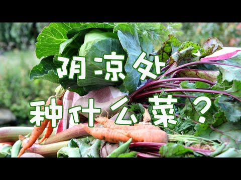 光照少不要错过的蔬菜种植 | 喜阴蔬菜