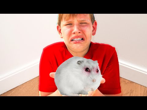 When Evil Hamsters Rule