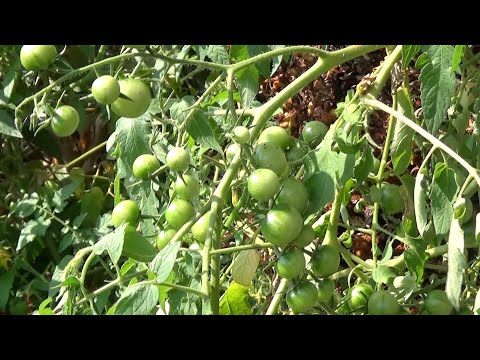 １０月のトマト　　玉野市