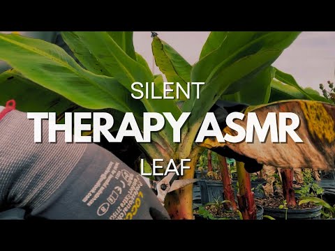 Plant Care ASMR: Watering, Pruning, and Repotting | Relaxing Garden Sounds