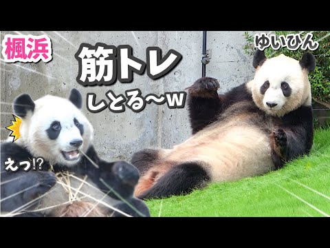 【パンダアイドル楓浜】お騒がせ結浜🐼腹筋を始める姉に呆然となるw