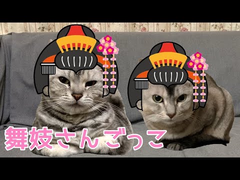 京都弁で舞妓さんごっこする猫！おしゃべりペット