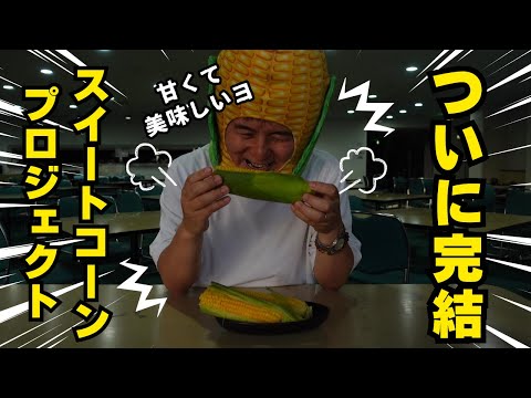 ついに完結！スイートコーン栽培プロジェクト