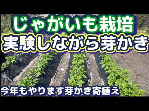 【じゃがいも栽培2024Part3】植え付けひと月でこんなに立派になりました（笑）