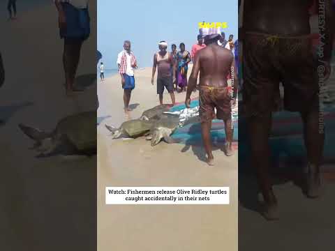 Tamil Nadu fishermen accidentally catch rare Olive Ridley turtles, watch what they did next?