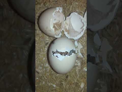 Chicks Hatching Video from Homemade Egg Incubator #Viral #Shorts